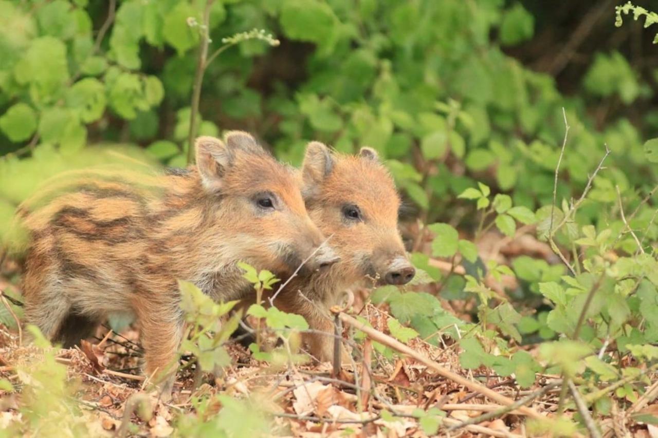 La Chouette Au Bouleau Villa Hargnies Buitenkant foto